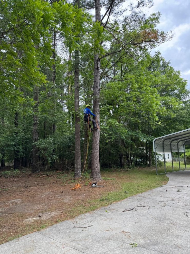 Lion Tree Service and Landscaping LLC project photo 23